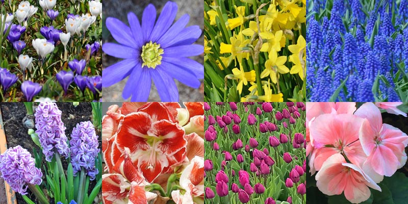 10 early blooming flowers in Holland Netherlands