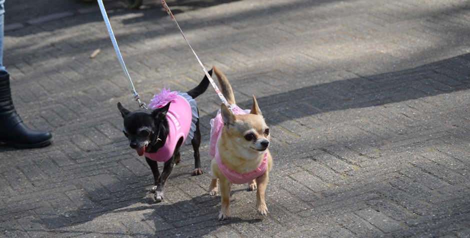 two dogs on leashes in The Hague Netherlands