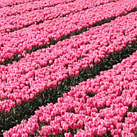 Dutch-tulips-in-South-Holland-field-Netherlands