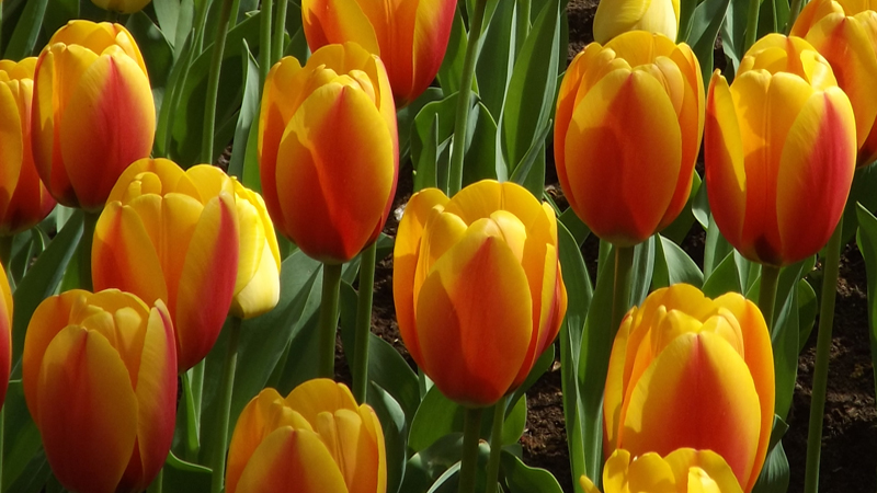 Darwin Hybrid tulips in Holland
