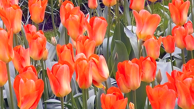 Fosteriana tulips in Holland