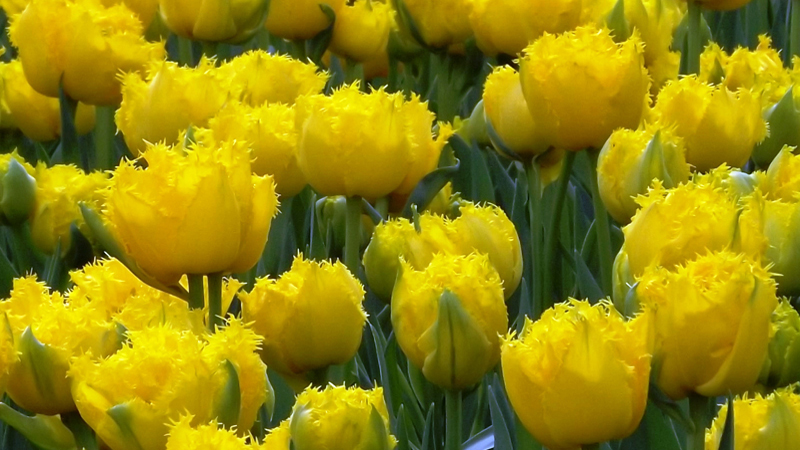 Fringed (Crispa) tulips in Holland