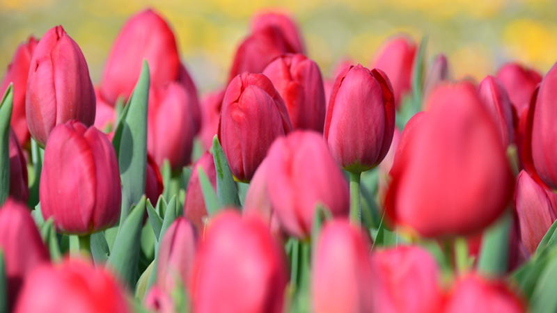 Single tulips in Holland
