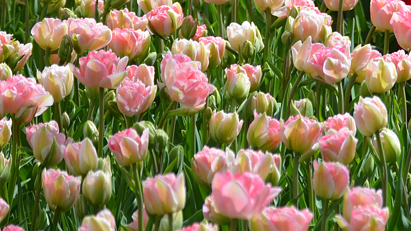 Viridiflora tulip variety in Holland Netherlands