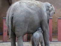 elephants at Rotterdam Blijdorp Zoo Netherlands