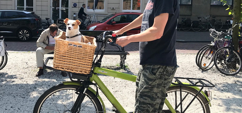 dog sitting in bike basket in The Hague - Dutch cities with highest dog tax