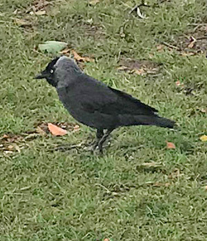 Jackdaw black crow bird in Netherlands
