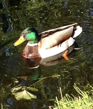 Mallard duck in The Hague Netherlands