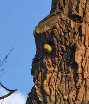 parakeet in tree in the Netherlands