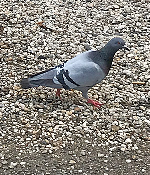 feral pigeon in The Hague Netherlands