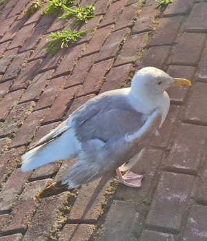 seagull (European Herring Gull) in Scheveningen Netherlands