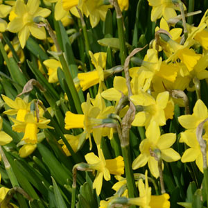 Dutch Daffodil flowers blooming February-April in Holland