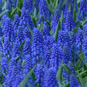 Dutch Muscari flowers blooming early spring in Holland