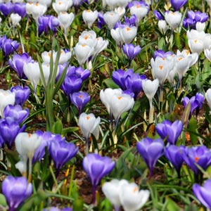 Dutch crocus flowers blooming early spring (February-March)