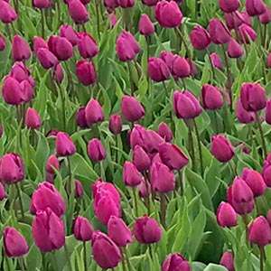 lavender fuschia Dutch tulips blooming in Holland field
