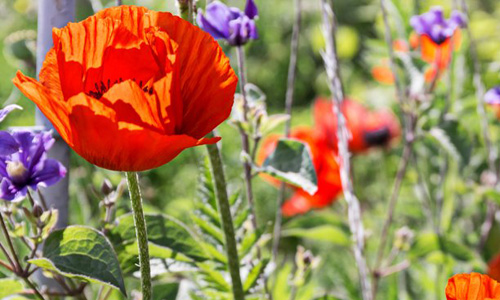 Appeltern Bloemenpark gardens Gelderland Netherlands