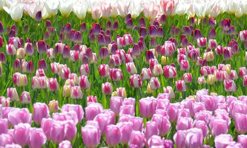 Keukenhof Tulip Garden Lisse Holland