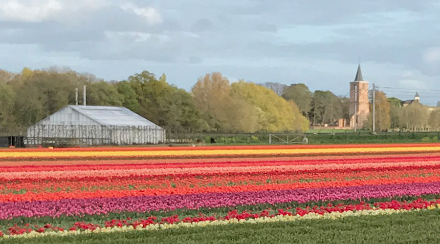 colorful Dutch tulips fields in Holland