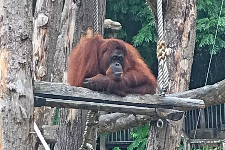 Netherlands 10 Great Parks - Orangutan Apenheul Apeldoorn