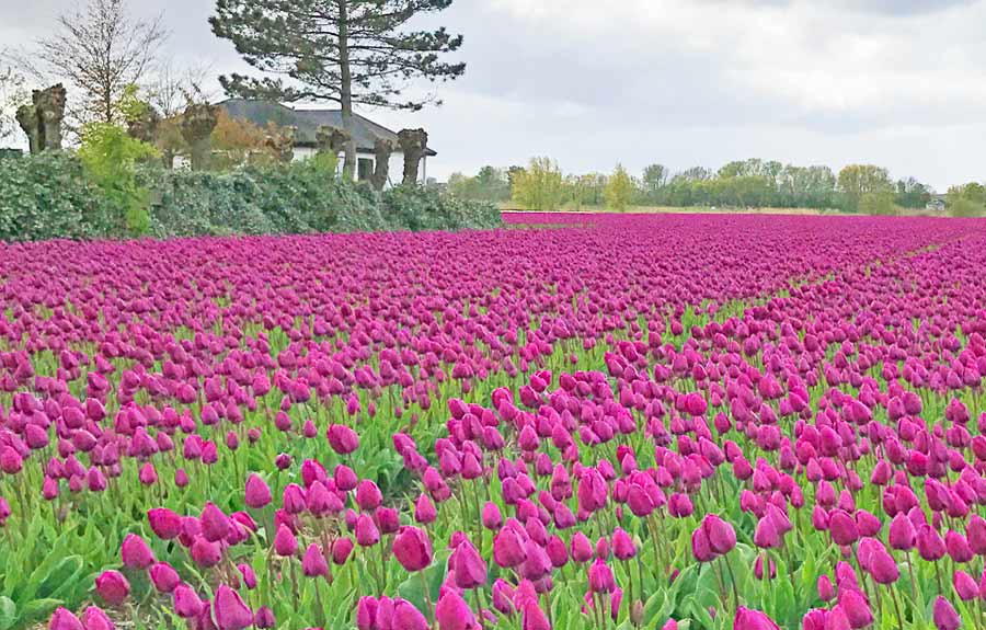 ways to see Dutch tulip fields - by bicycle