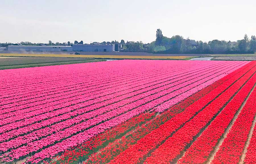 ways to see Dutch tulip fields - by train