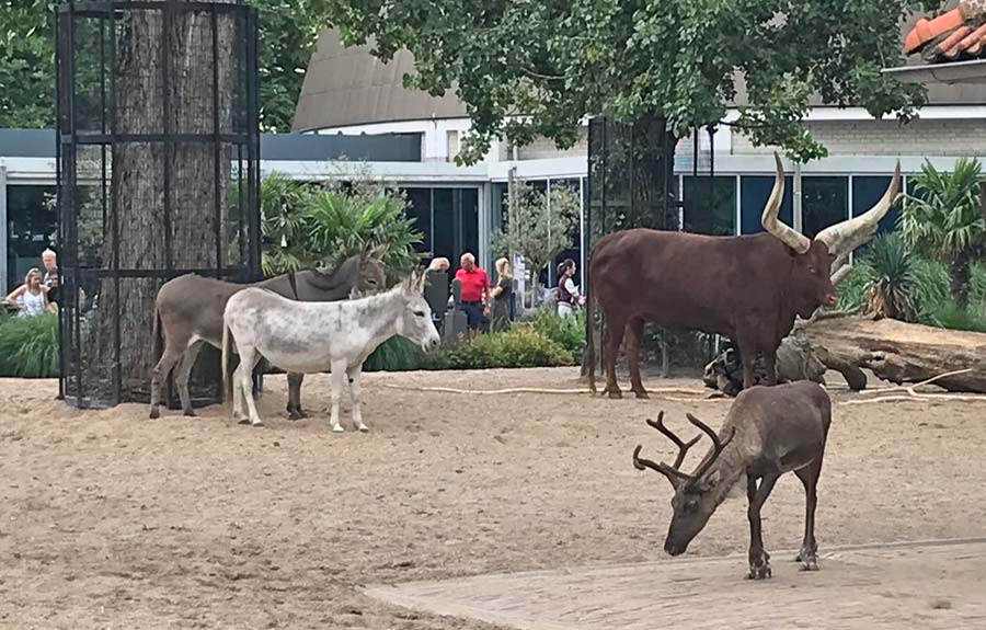 Netherlands 10 biggest animal parks - donkeys bison reindeer