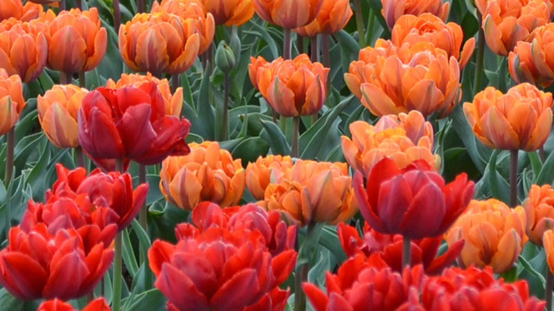 Double Late-Blooming type tulips in Holland
