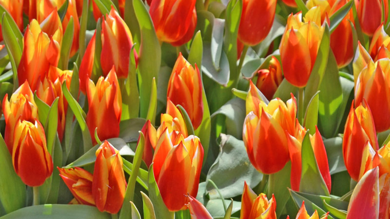Dutch Greigii type tulips in Holland