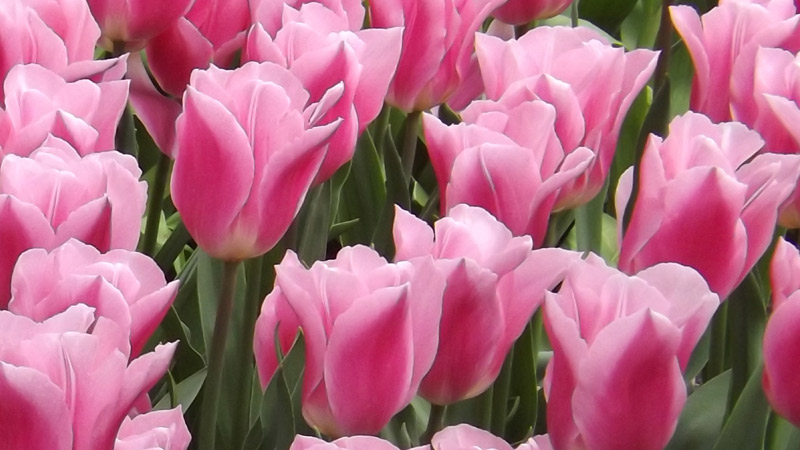 Triumph (Triumf) type tulips in Holland